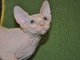 Pure Hairless Sphynx Kittens