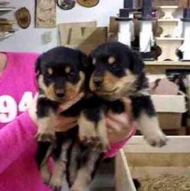 Healthy Rottweiler Puppies For Sale