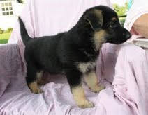 Cute Male and Female German Shepherd  Puppies For sale