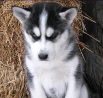 Siberian husky puppies.