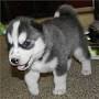 Siberian husky puppies for sale