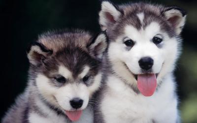 Awesome Siberian husky Puppies For rehoming 