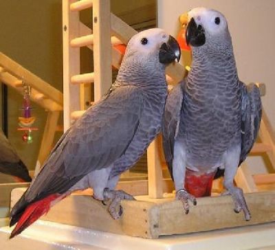 Proven pair of Congo African Greys Parrots for caring homes .