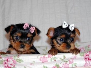 extremely cute teacup yorkie puppies to loving homes
