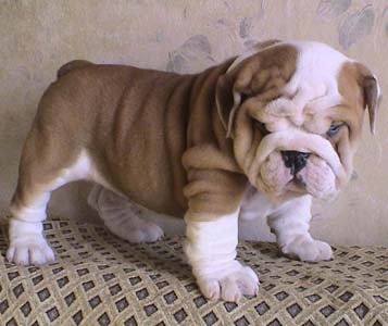 Very cute and adorable english bulldog pups for sale