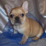 akc blue french bull dog puppy for sale 