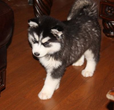 Adorable Siberian husky Puppies For X Mass ready