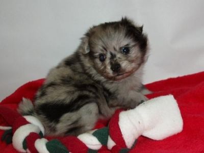 x-mass  Pomeranian for for free adoption