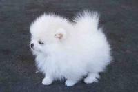 Adorable Pomeranian Puppies