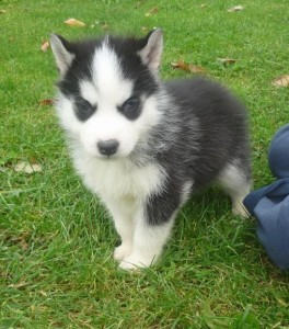Home Raised & socialized Siberian Husky  puppies for kids