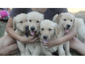 Akc family raised Goldern ret