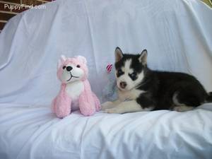 AKC Blue Eyed Siberian Husky puppies