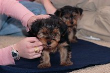 Nice looking Yorkshire Terrier puppies ready now.