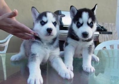 Male And Female Siberian Husky Puppies For Sale