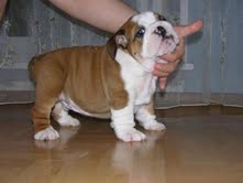 Amazing English Bulldog Puppies for Adoption