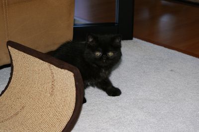 Super Nice Exotic Short Hair Show Kitten Available