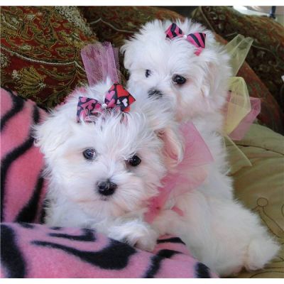 Affectionate Maltese puppies for Adoption