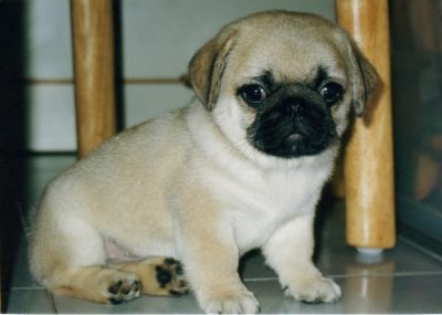 pug puppies for sale