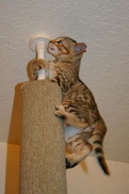 Exotic Savannah, Serval, Bengal and Ocelot Kittens for sale (TICA Registered)