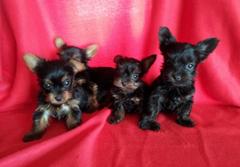  Teacup Yorkie Puppies For sale.