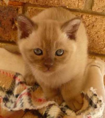 Burmese kittens Bred By Oramor