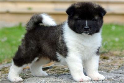 cute and adorable male Akita for a caring home