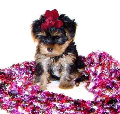 Cute and Milkish Yorkshire Terrier puppies for sale.