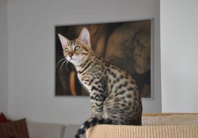 QUALITY Male And Female Bengal Kittens Ready.