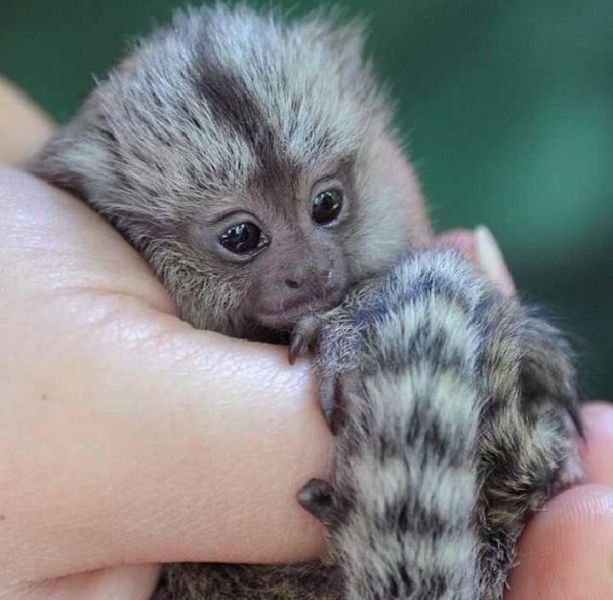 Male and female Capuchin and marmoset monkeys for adoption