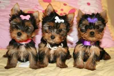 Healthy Adorable TeaCup Yorkie Puppies