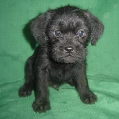Cute Affenpinscher puppies for your home