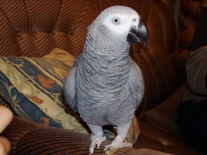 Congo African Grey Parrots Available