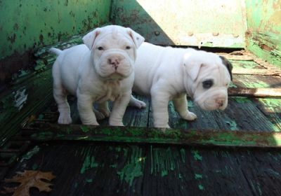 Adorable American bulldog puppies ready for adoption