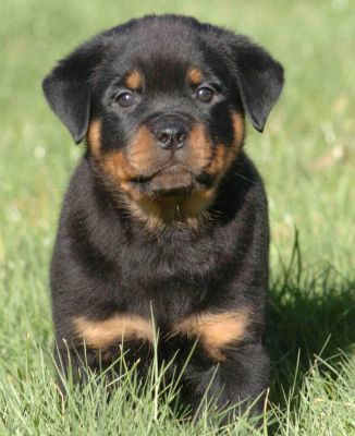 Rottweiller puppies-health guarantee