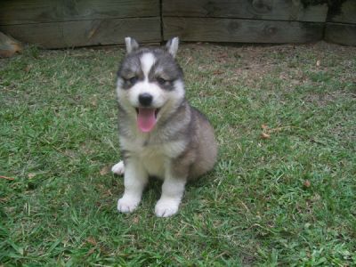 Siberian Husky Puppies