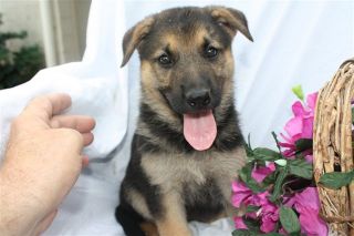 german shepherd puppies for rehoming