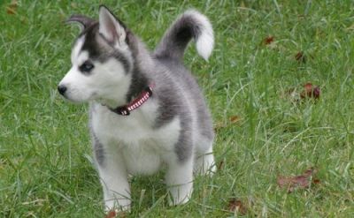 Adorable Siberian Husky puppies