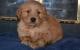 Latest  Golden Retriever puppies are now ready to go 