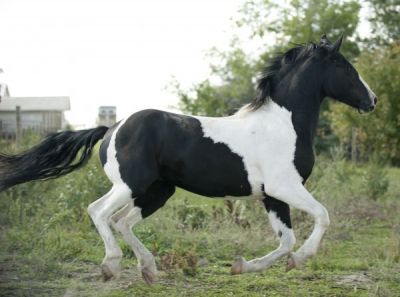 Black and White Frisian Horse for adoption