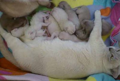 Burmese kittens Bred By Oramor