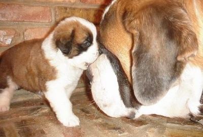 the amazing saint bernard puppies just for your children on chrismas