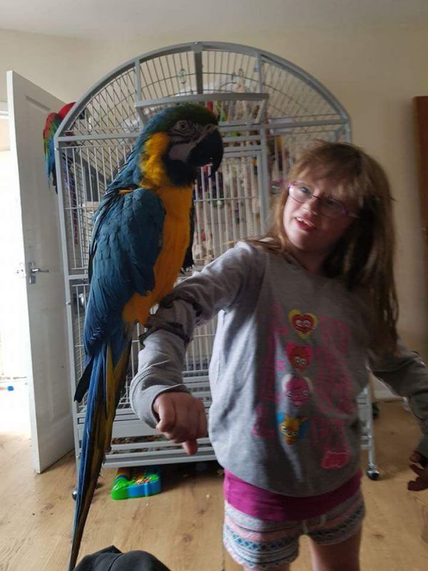 Lovely Macaw Love Kids And Dogs ,Extremely Clever.
