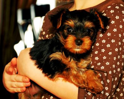 Great looking teacup yorkie puppies to loving homes