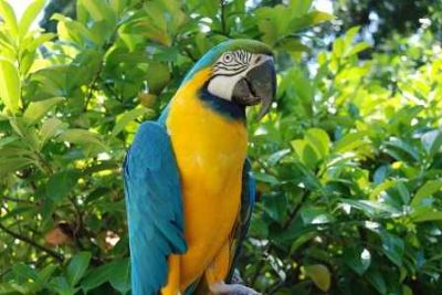 Hyacinth macaws, blue and Gold Macaws ,African Grey and Candle Tested Fertile Parrot Eggs For Sale .
