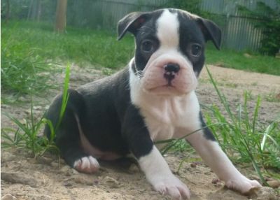 Charming Boston Terrier Puppies.KC registered