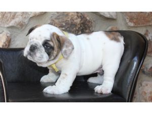 Adorable english bull dog puppies