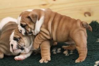 Affectionate Male and Female English Bulldog puppies Free for Adoption