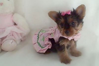 yorkie puppies for christmas