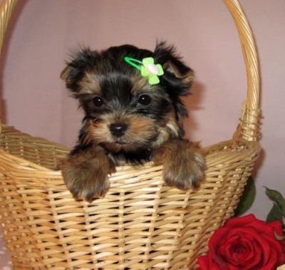 Home Raised Yorkshire Terrier Puppies For Adoption