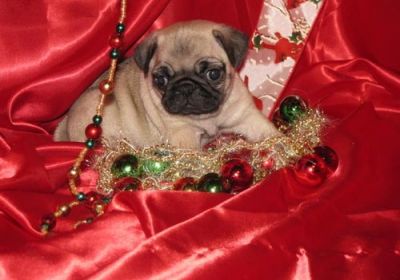  cute pug puppy  for adoption